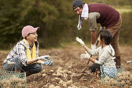 一家人在地里挖土豆图片