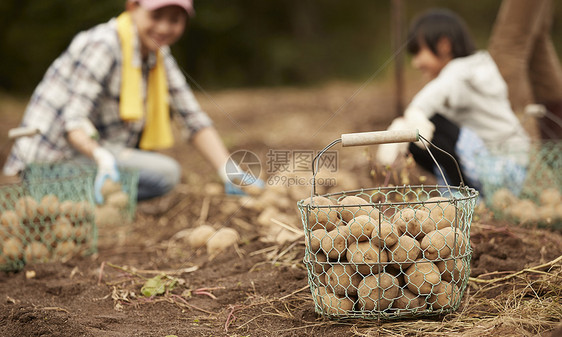 一家人在地里挖土豆图片