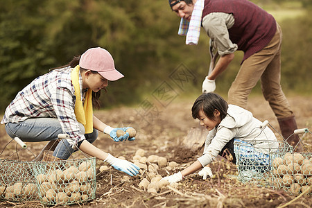 一家人在地里挖土豆图片