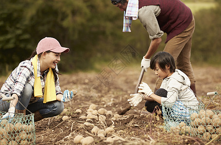 一家人在地里挖土豆图片