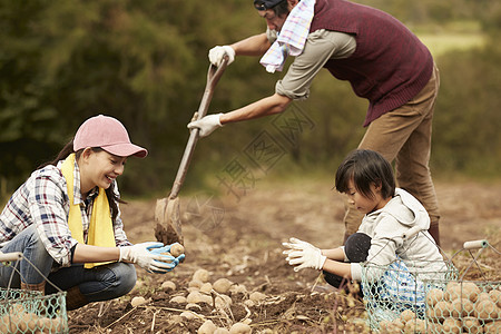 一家人在田地里收土豆图片