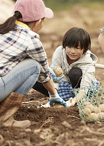 一家人在田地里收土豆图片