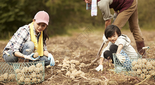 一家人在地里挖土豆图片