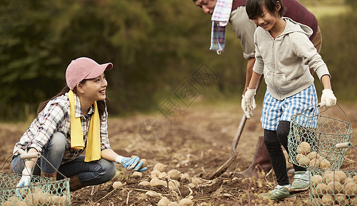 一家人在地里挖土豆图片