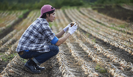 青年人体验农业种植收割洋葱图片