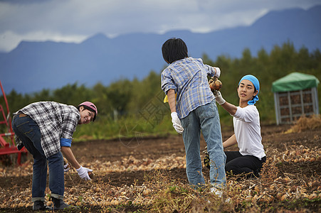 青年人体验农业种植收割洋葱高清图片