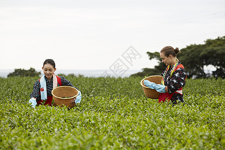 采茶女在劳作图片