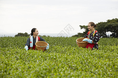 采茶女在劳作图片