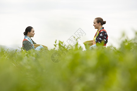 采茶女在地里劳作图片