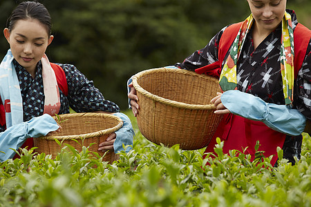 采茶女在地里劳作图片