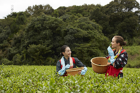 采茶女在采摘茶叶图片