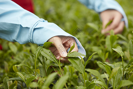 采摘茶叶特写图片