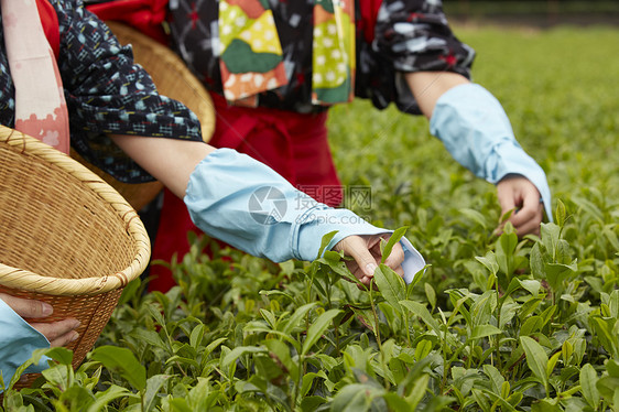 采茶女在采摘茶叶图片