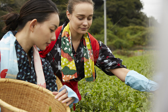 采茶女在采摘茶叶图片