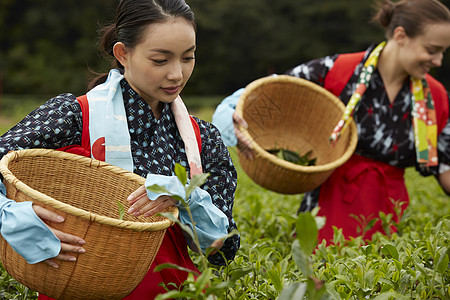 采茶女在采摘茶叶图片