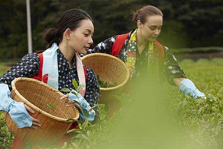 采茶女在采摘茶叶图片