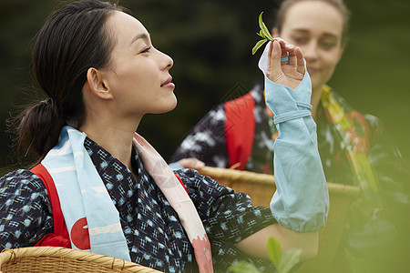 采茶女在采摘茶叶图片