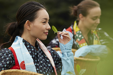 采茶女在采摘茶叶图片