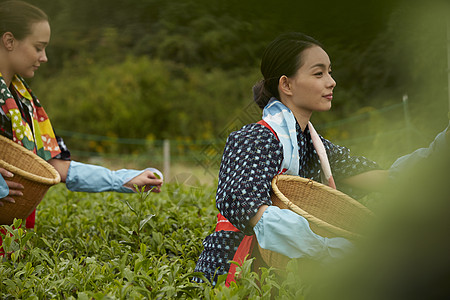 在茶园采茶的女子图片