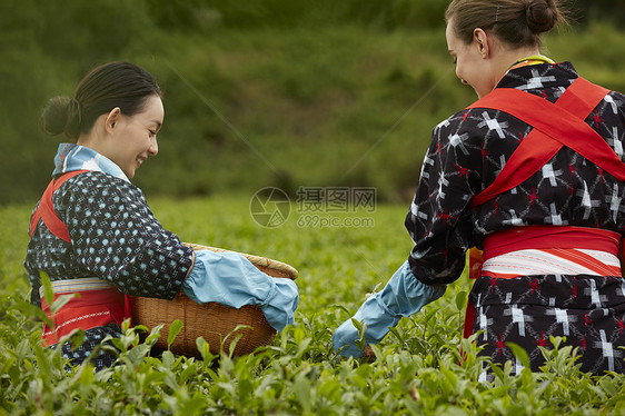 采摘茶叶的妇女图片