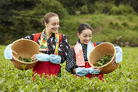 两名女性在采茶图片