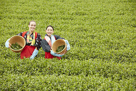  采摘茶的女性图片