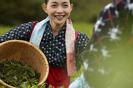  采摘茶高兴的女性图片