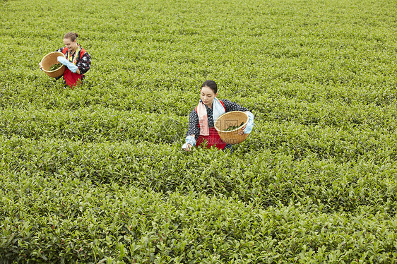  茶田里的两名女性在采茶图片