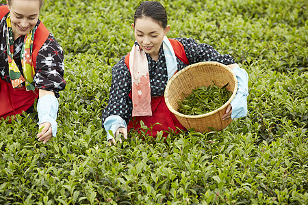  认真采茶的女性图片