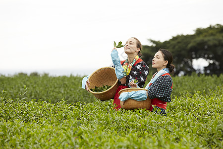 茶园里闻茶叶的女性图片