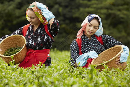 手工采摘茶叶的女性图片