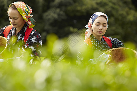  外国女性体验采茶图片