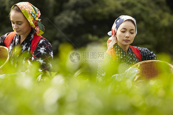  外国女性体验采茶图片