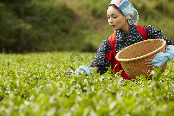 早晨采摘茶的日本妇女图片