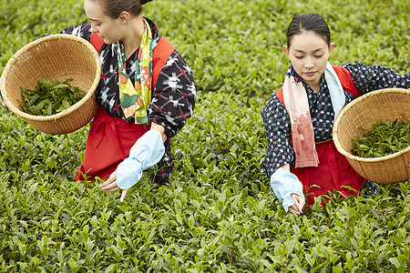  采摘茶叶的两名女性图片