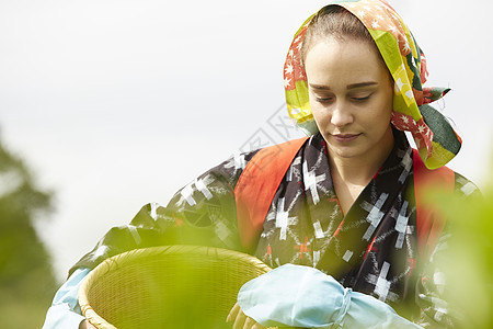 采摘茶叶的外国女人图片