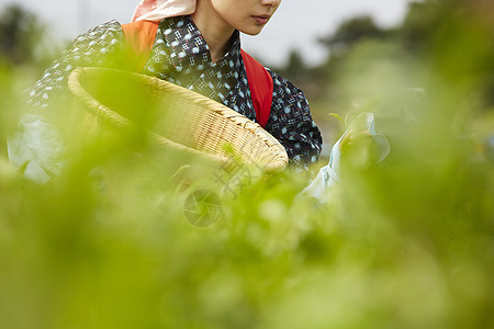  采摘茶叶的日本妇女图片