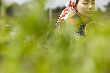  采摘茶的日本妇女图片