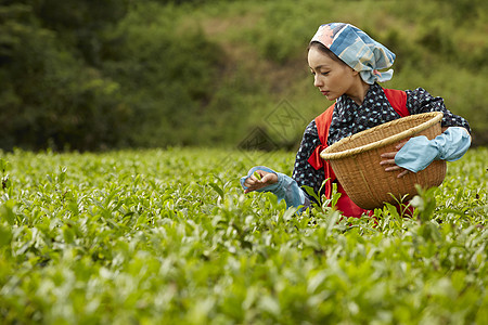  采摘茶叶的日本妇女图片