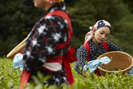  茶田里的两名采茶女图片