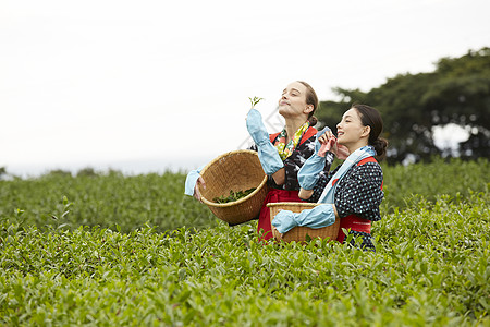  茶田里的两名采茶女闻茶叶图片