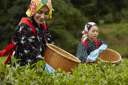  采茶的外国女性图片