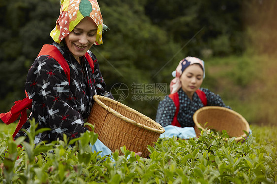  茶田里的两名采茶女图片