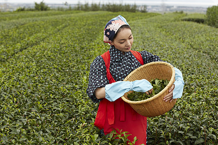  采茶女孩图片