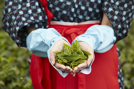 手捧茶叶的妇女图片