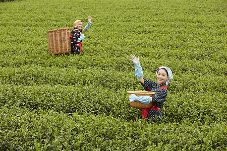 茶园采摘茶叶的女人图片