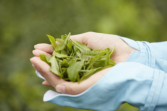 茶园采摘茶叶图片