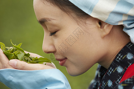 采摘茶叶的女人图片