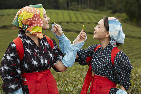 采摘茶叶的女子品尝茶叶图片