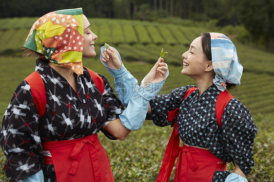 采摘茶叶的女子品尝茶叶图片